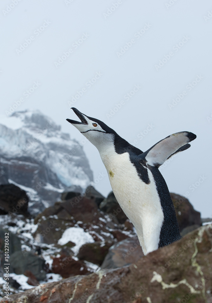 Fototapeta premium Macaroni penguin standing on the rock, calling, with colony and rocky mountain in background, South Sandwich Islands, Antarctica