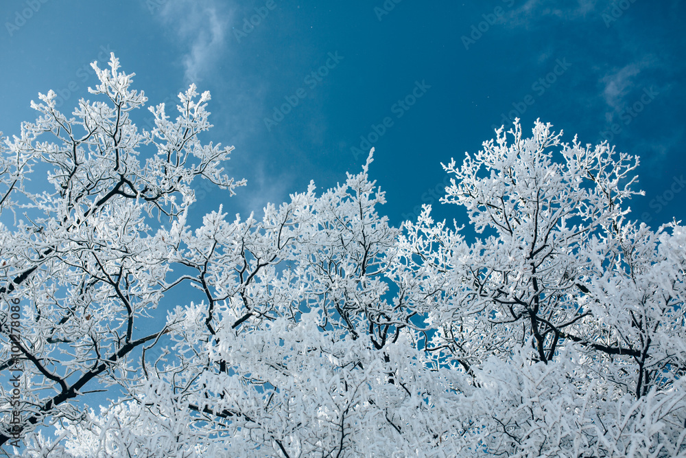 trees in winter snow at sky background trees in winter snow at sky background