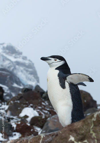 Macaroni penguin standing on the rock  open wings  with colony and rocky mountain in background  South Sandwich Islands  Antarctica