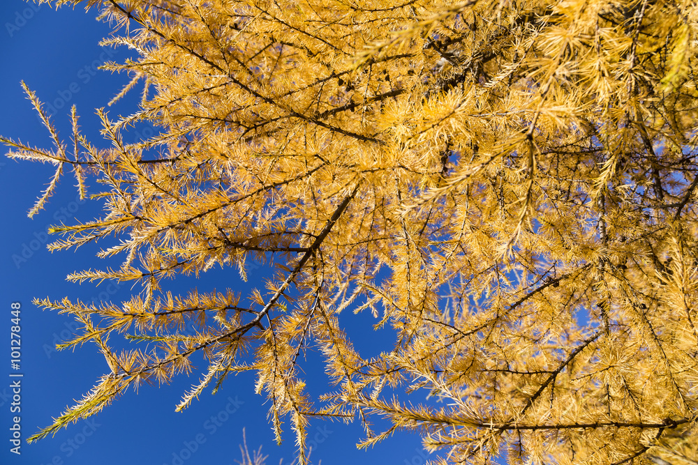 yellow tamarack larch tree in autumn against blue sky yellow tamarack larch tree in autumn against blue sky