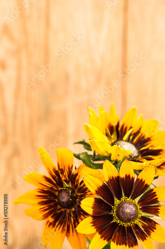 Rudbeckia flowers on wooden backgrounds. Selective focus.