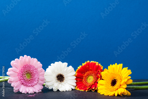 vier bunte Blumen photo