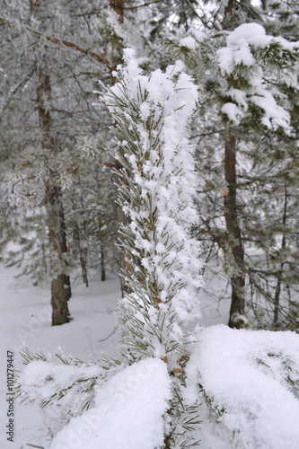 молодая сосна под снегом © vladimir pb