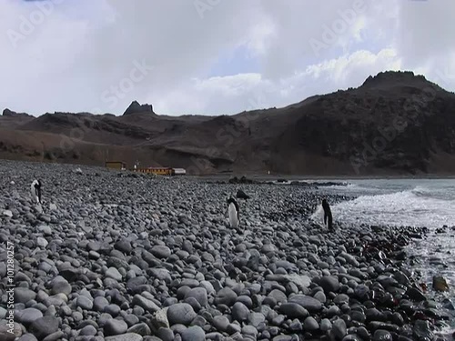 Gentoo Penguins on a King George Island with the Arctowski Polish research base in the background photo