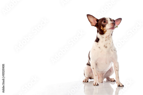 Fototapeta Naklejka Na Ścianę i Meble -  chihuahua dog on white background