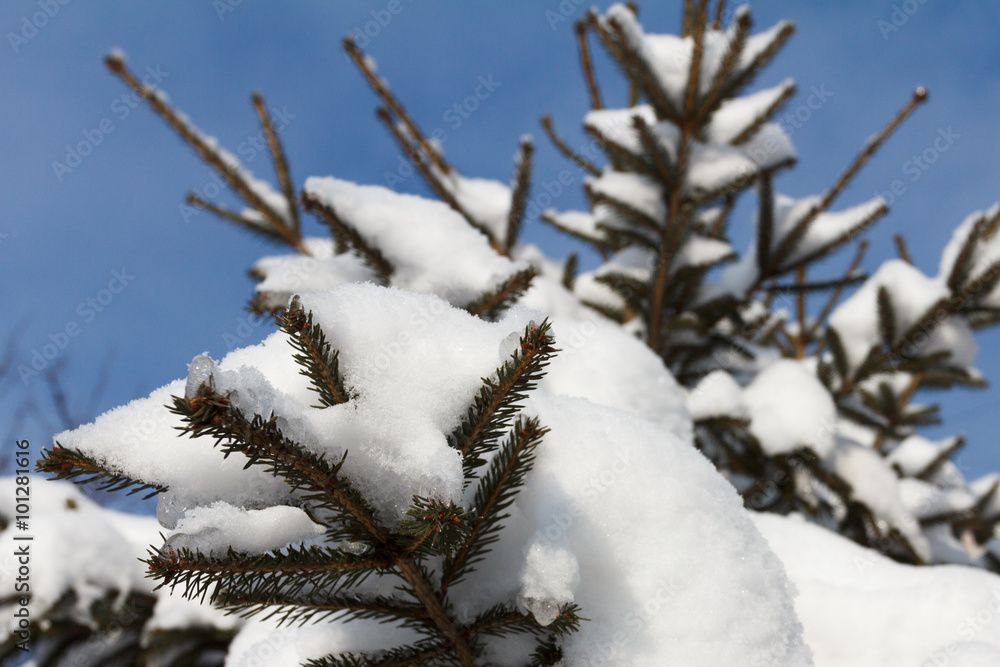 Background spruce Branch With Snow Flakes. Christmas Holidays
