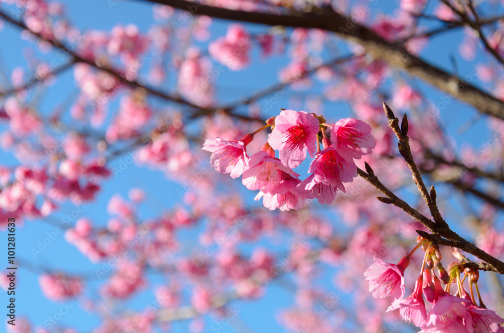 pink sakura or cherry blossom tree with blue sky