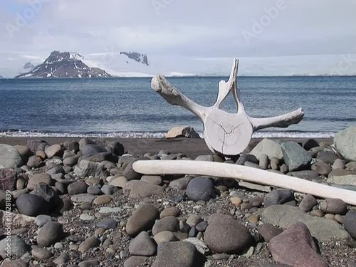 Old Whale bones on a stone beach on King George Island, Antarctica photo