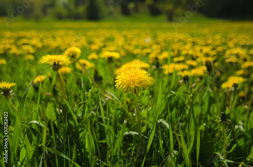 Dandelion yellow flower growing on the green meadow in spring time, natoral seasonal floral background with copy space