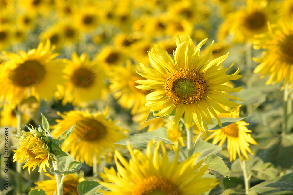 Sunflower fields in addition to agricultural produce is beautifu Sunflower fields in addition to agricultural produce is beautifu