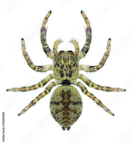 Spider Carrhotus xanthogramma (female)