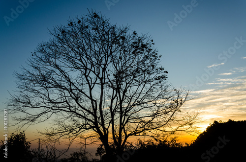 morning sunrise with tree and mountains silhouette