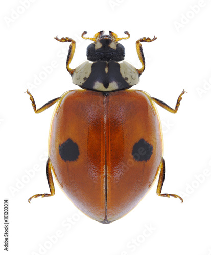 Beetle Ladybird Adalia bipunctata
