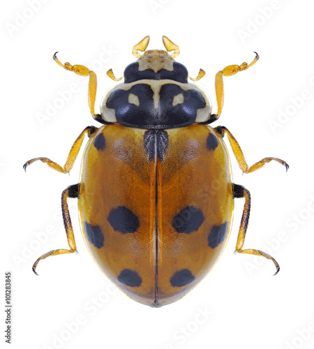 Beetle Hippodamia variegata © als