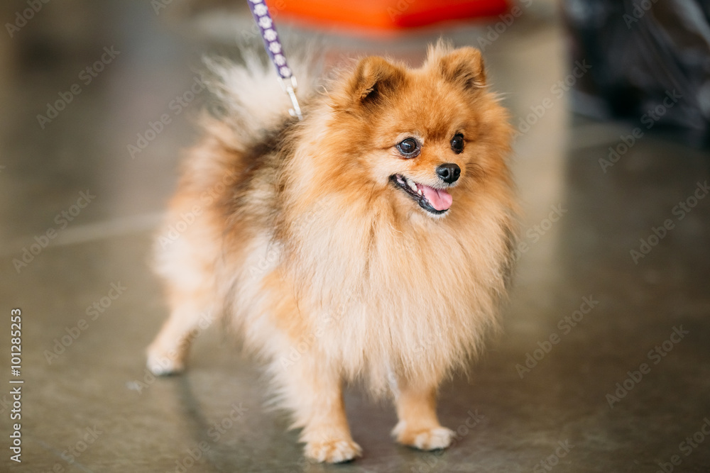 Pomeranian Puppy Spitz Dog On Floor Pomeranian Puppy Spitz Dog On Floor