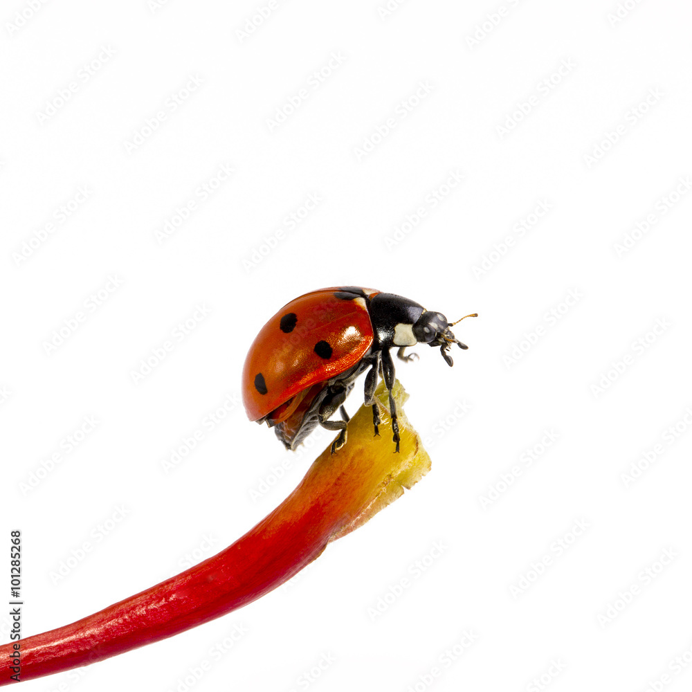 Fototapeta premium single ladybug on blade isolated on white background