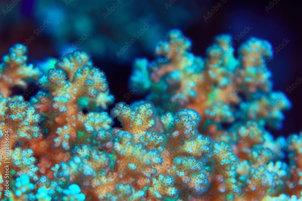 coral reef underwater photo coral reef underwater photo