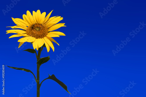 Beautiful sunflower with bee, clear blue sky