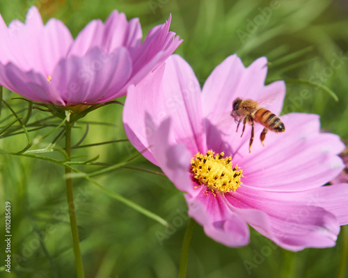 コスモスとミツバチ