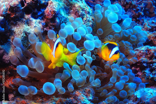 Canvas Print anemone fish, clown fish, underwater photo