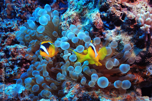 anemone fish  clown fish  underwater photo