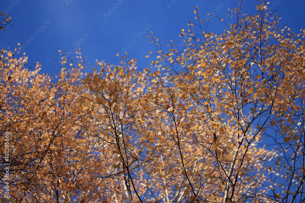 background texture of yellow leaves autumn leaf background background texture of yellow leaves autumn leaf background