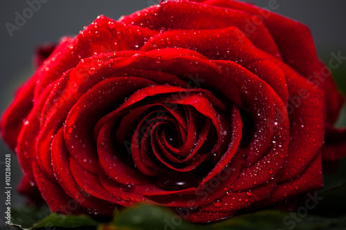 Fototapeta Naklejka Na Ścianę i Meble -  Rote Rose, Blume auf schwarzem Schiefer Untergrund