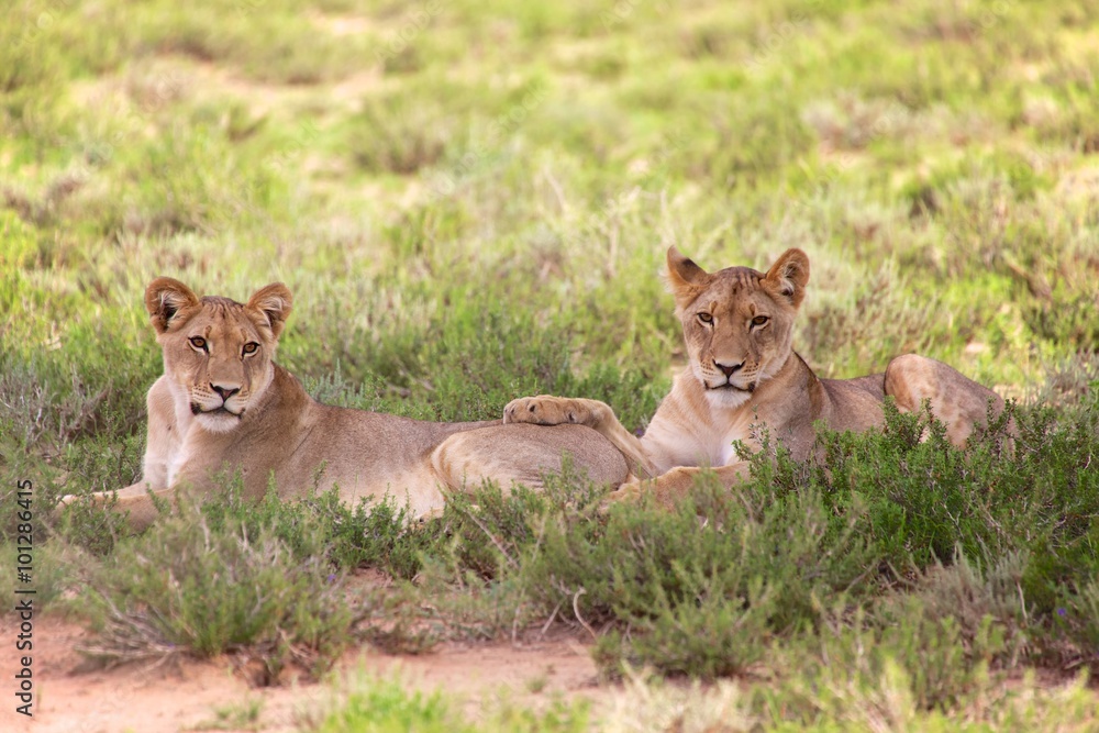 two young lionesses at kgalagadi national park two young lionesses at kgalagadi national park