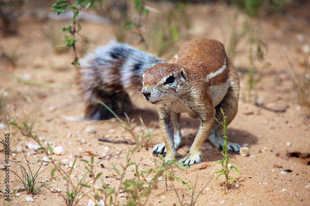 Obraz premium ground squirrel on the bush at kgalagadi