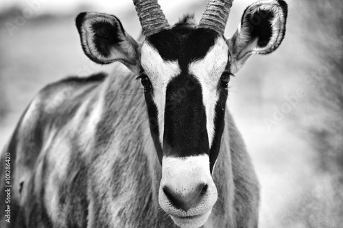 portrait of an oryx at kgalagadi photo