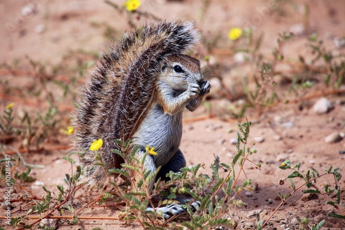 wonderful ground squirrel at kgalagadi national park photo