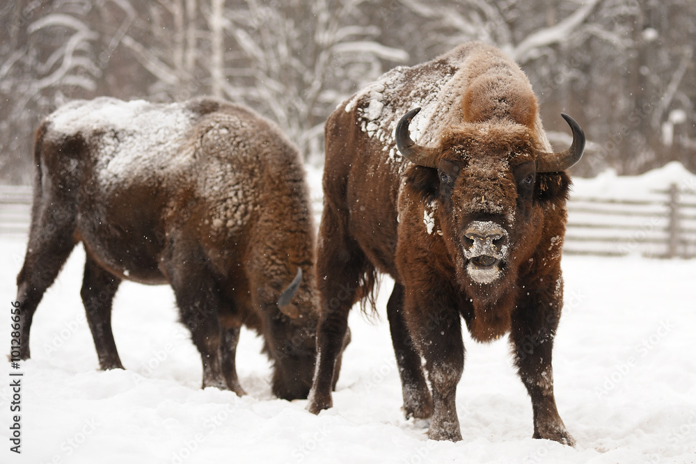 Pair of mature European bisons in winter in Orlovskoye Polesie N Pair of mature European bisons in winter in Orlovskoye Polesie N