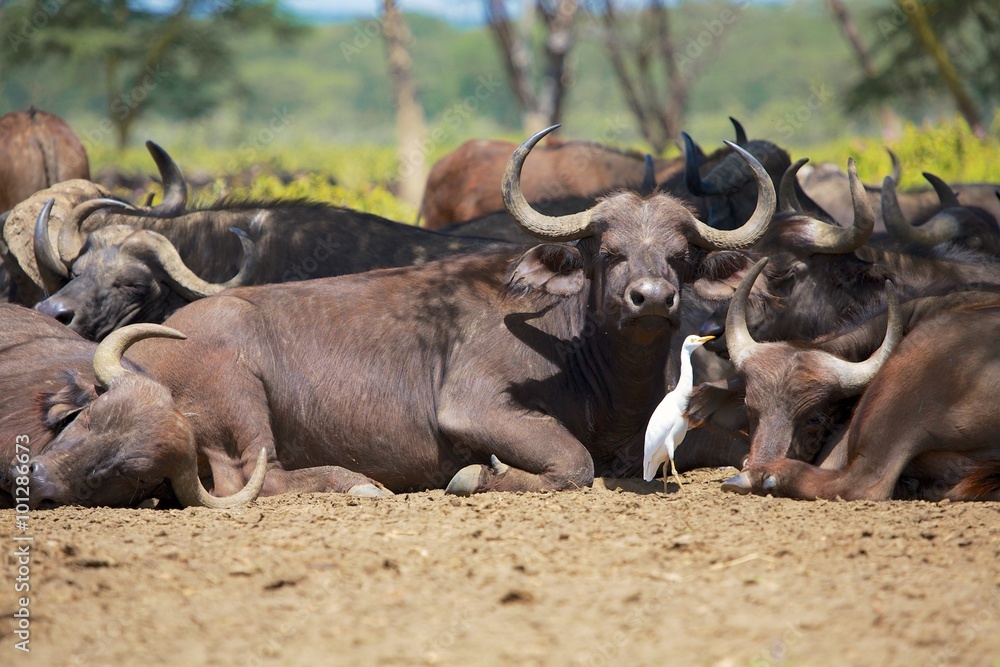herd of buffaloes at nakuru national park