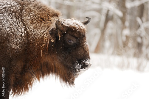 Mature male European bison in winter in Orlovskoye Polesie Natio