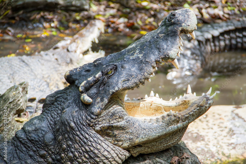 Obraz premium Crocodile opening the mouth laying on the rock in the lake