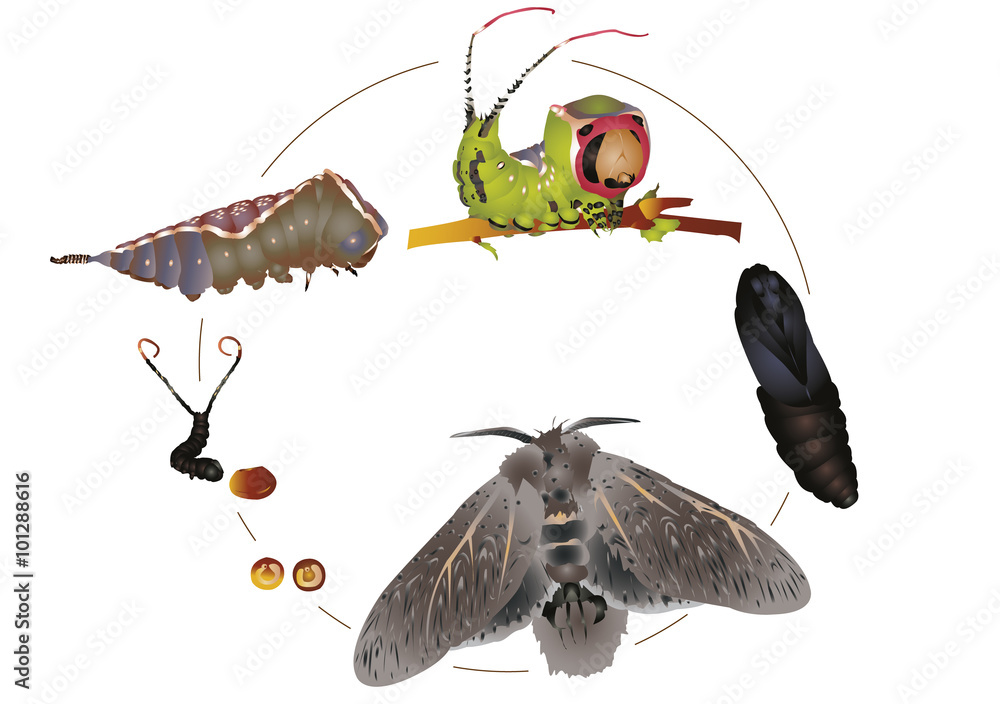 Life cycle of puss moth Stock Vector | Adobe Stock