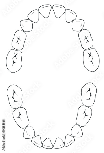 Vector primary teeth