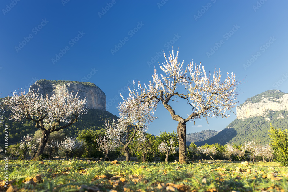 blossoming almond tree - obrazy, fototapety, plakaty 