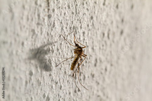 Macro of mosquito with soft shadow on white wall