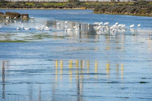 Marsh birds in Puerto Real, Cadiz, Spain