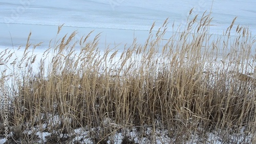 Cane in the winter.