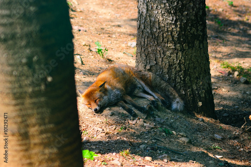 Tapety artystyczne volpe stanca