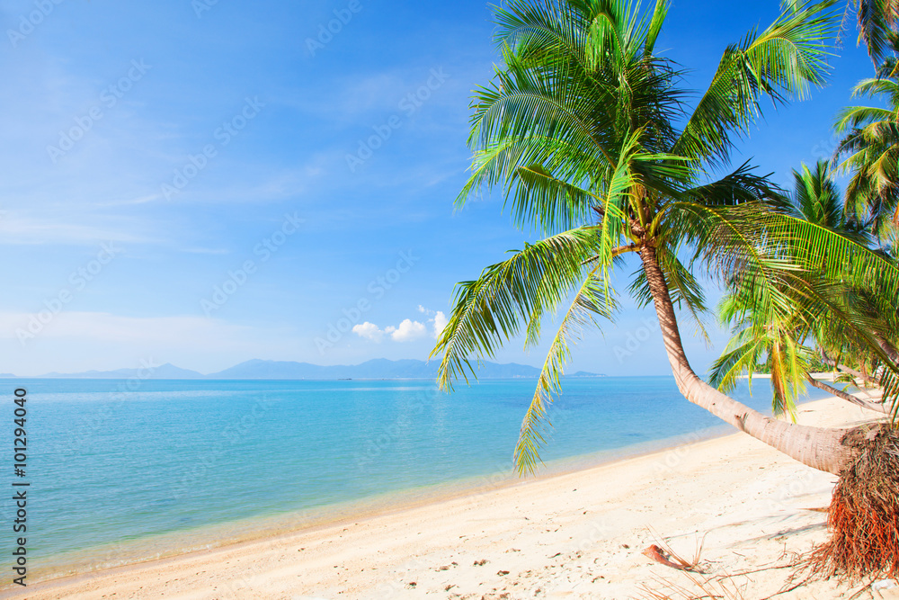 tropical beach with coconut palm and sea