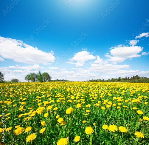 Yellow flowers hill under blue sky