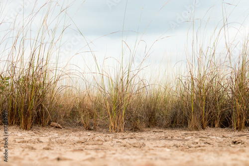 Brown grass background