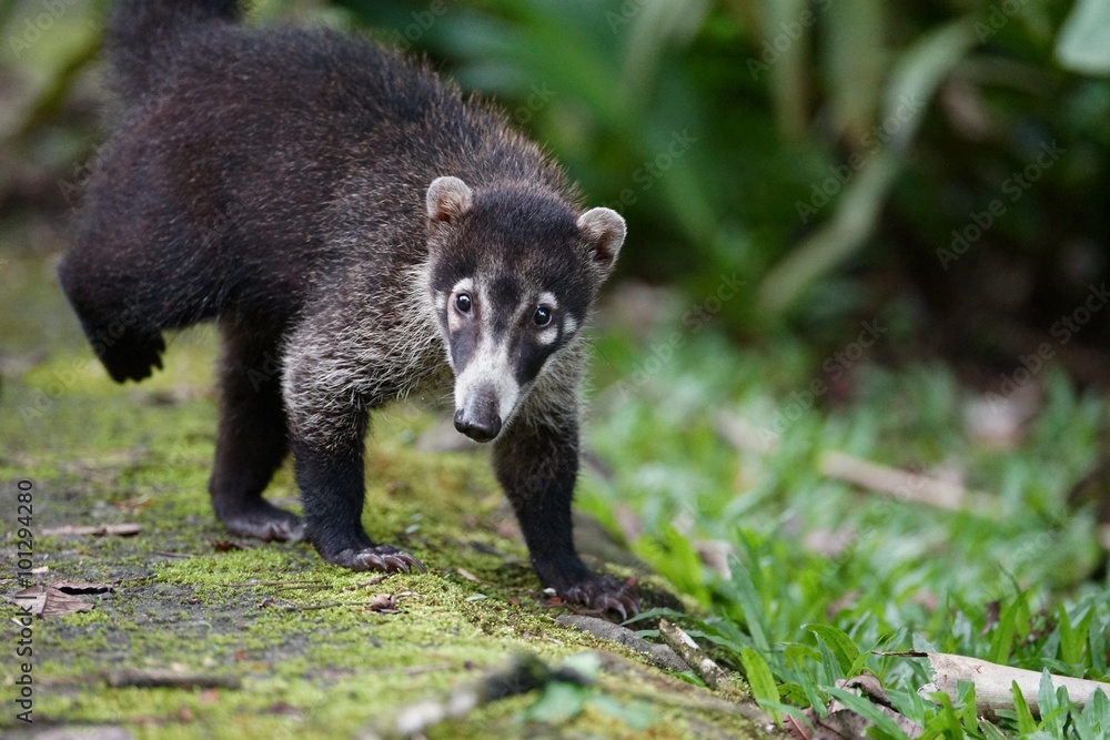 Coati portrait close up. Coati portrait close up.