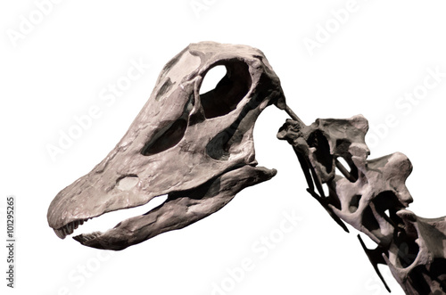 фотографія Diplodocus skeleton on white isolated background.