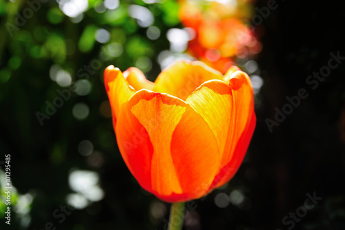 tulipano luminoso photo