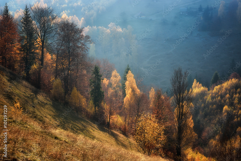 Foggy and sunny day of a autumn, on wild transylvania hills. Holbav. Romania. Low key, dark background, spot lighting, and rich Old Masters - obrazy, fototapety, plakaty 