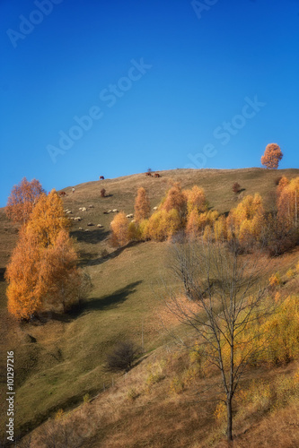 Foggy and sunny day of a autumn  on wild transylvania hills. Holbav. Romania. Low key  dark background  spot lighting  and rich Old Masters